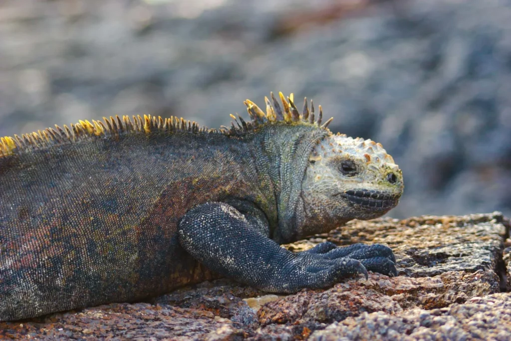 Dovolená Galapágy - leguán na ostrově Santa Cruz