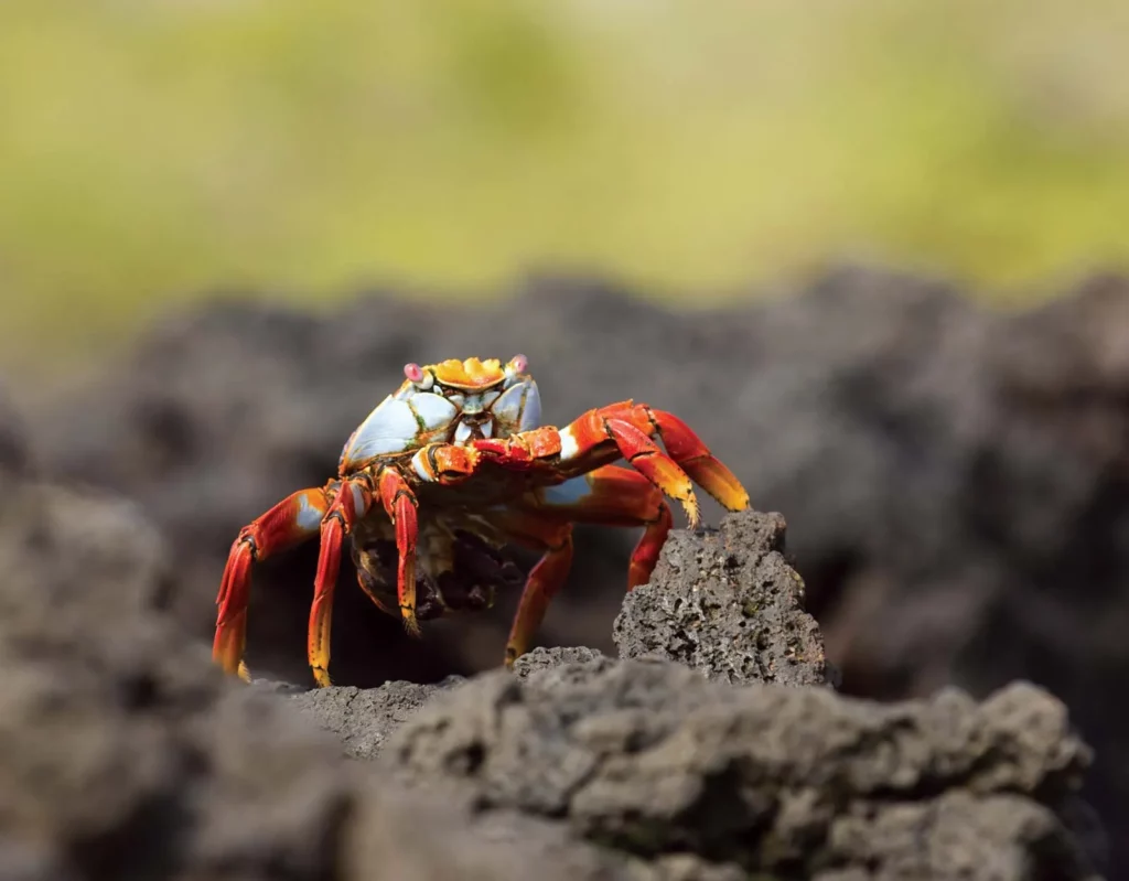 Dovolená Galapágy - krab světlonohý (Grapsus grapsus), Národní park Galapágy