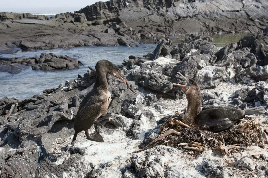 Dovolená Galapágy - pár kormoránů nelétavých