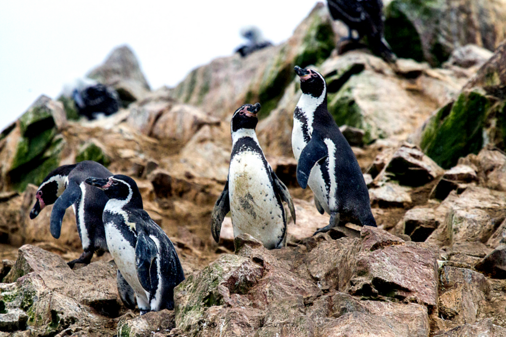 Kolonie tučňáků v národním parku Pan de Azúcar